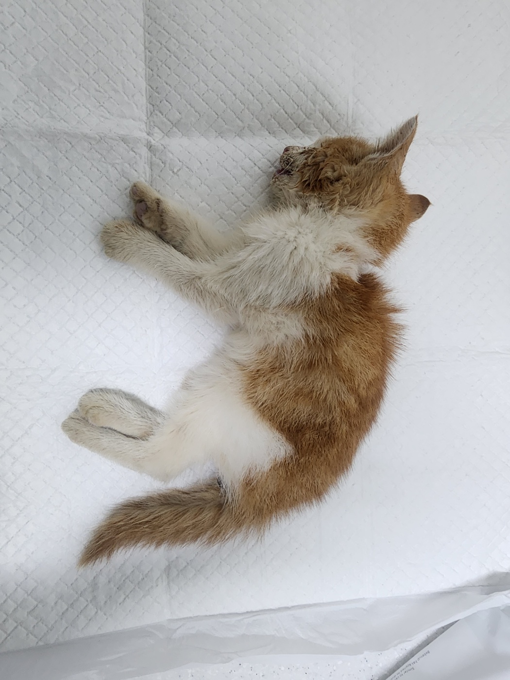 종료(자연사) 한국…